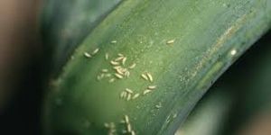 uploads/images/pest/onion thrips.jpg
